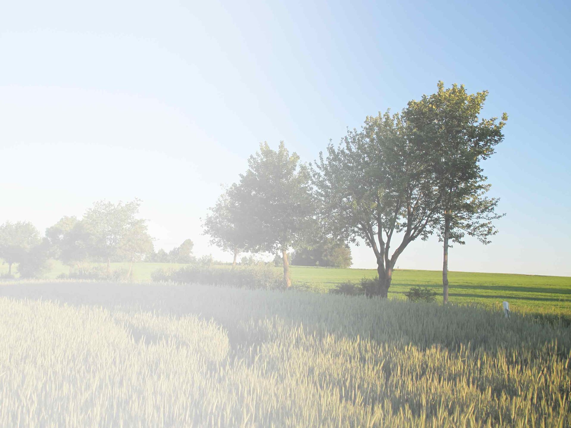 Landschaft mit Wiese und Bäumen