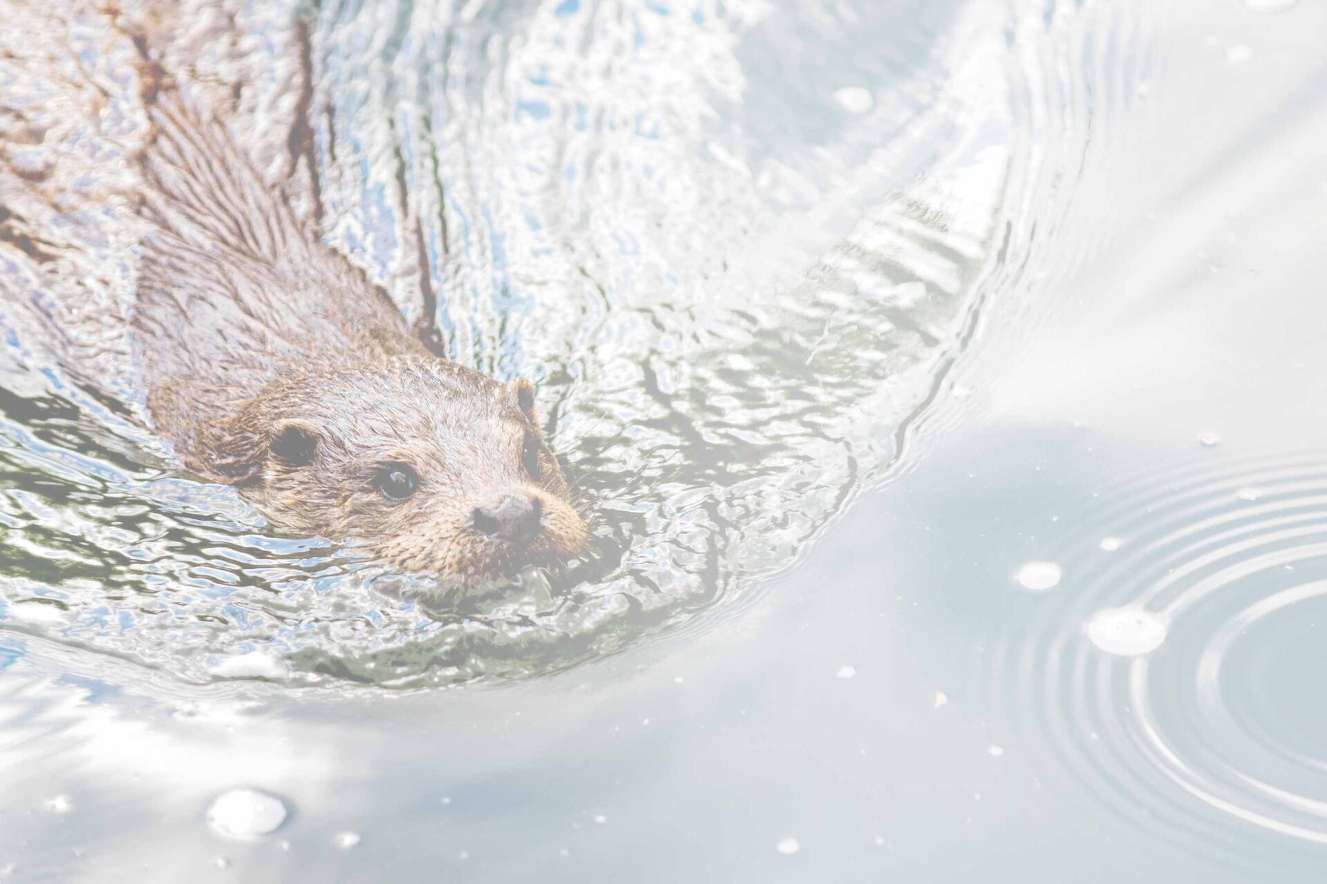 Bieber schwimmt im Wasser