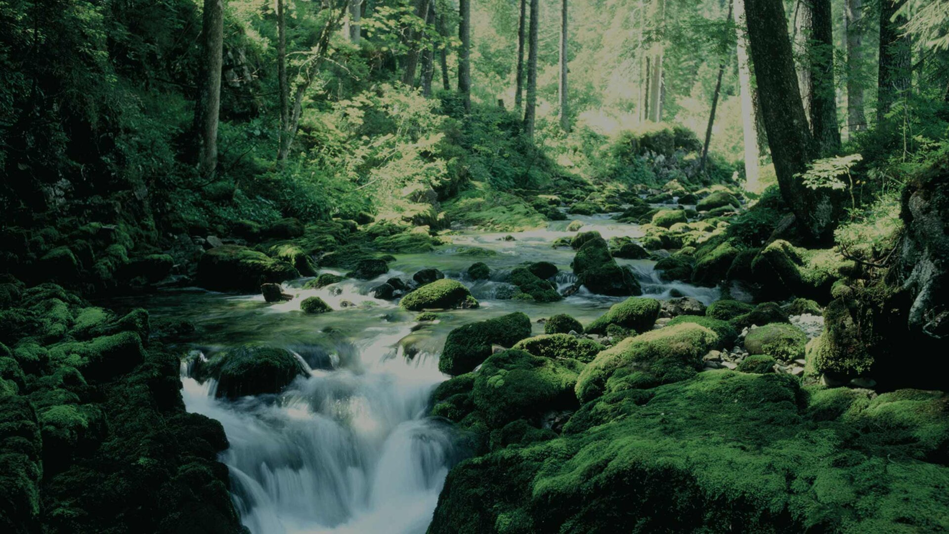 Stream in the green forest