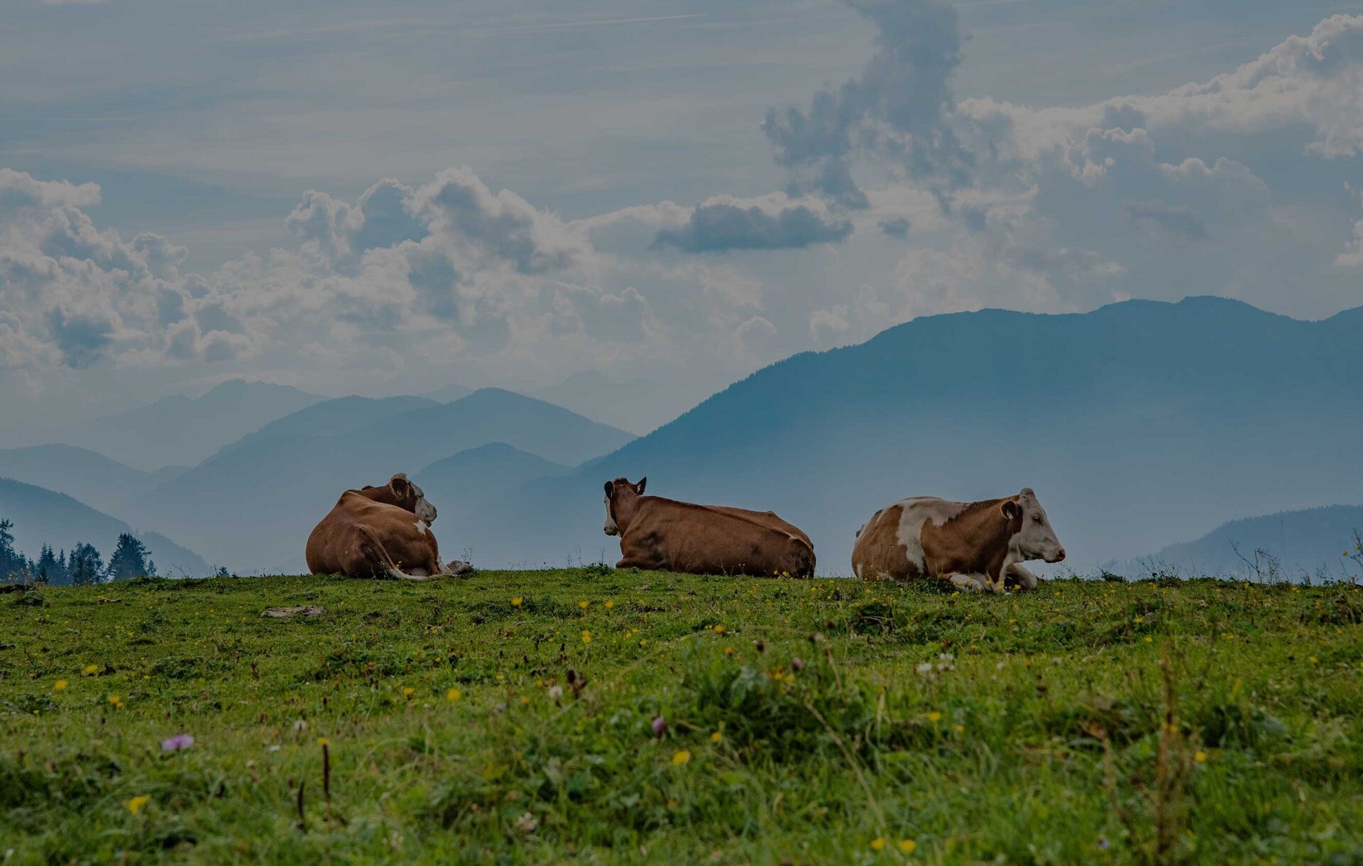 Kühle auf einer Wiese