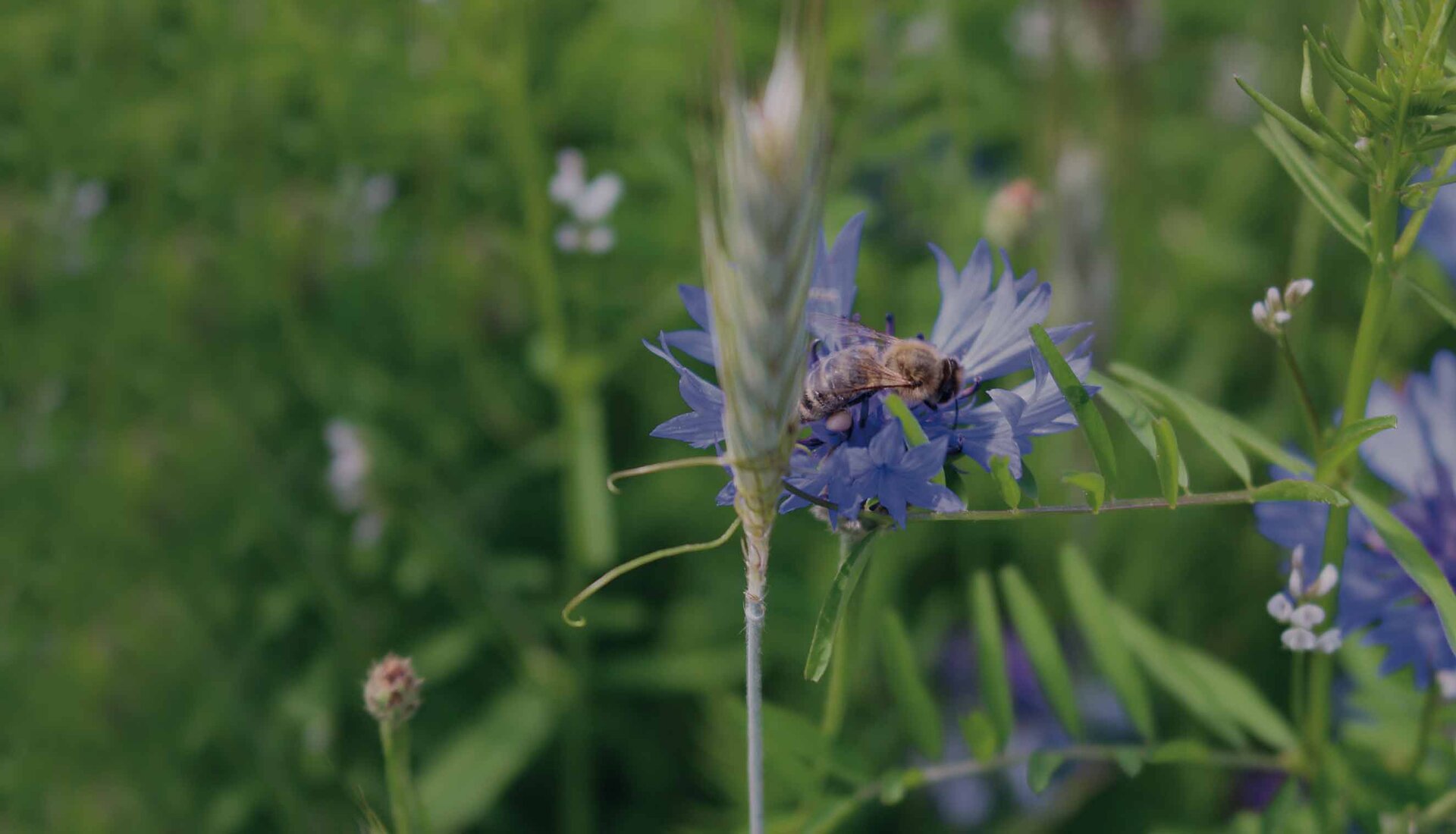 Wiese mit Blumen und Bienen